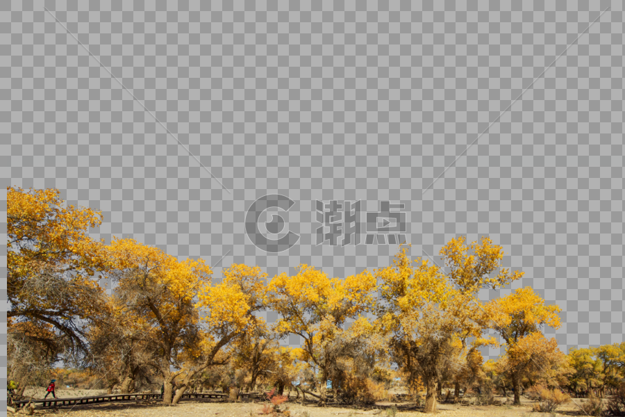 秋日树景图片素材免费下载