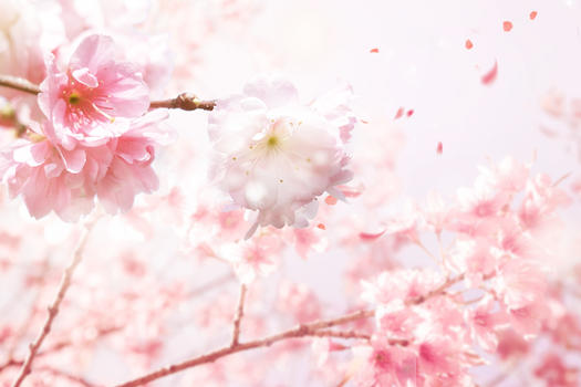 春天浪漫樱花图片素材免费下载