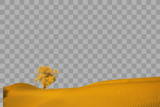 大漠小树图片素材免费下载