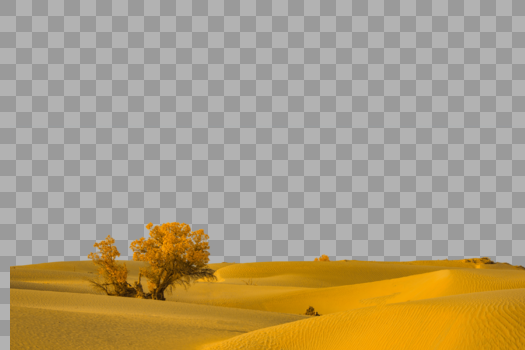 大漠里的小树图片素材免费下载