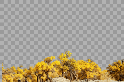 黄色小树林图片素材免费下载