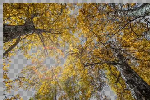 秋日树林图片素材免费下载
