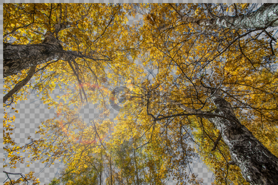 秋日树林图片素材免费下载