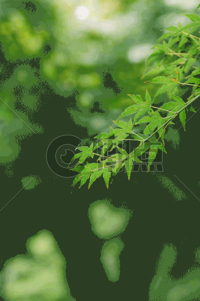 叶子背景虚化绿色环境清新gif图片素材免费下载