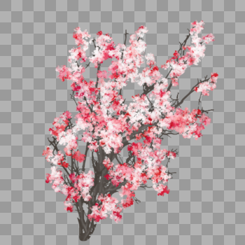 樱花树树冠图片素材免费下载