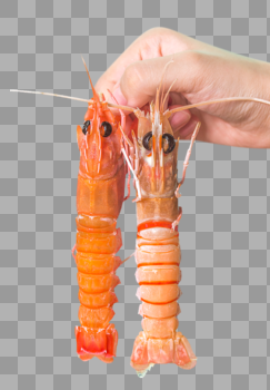 新鲜大鳌虾图片素材免费下载