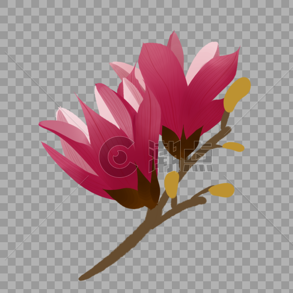 一枝粉色玉兰花春天花卉图片素材免费下载