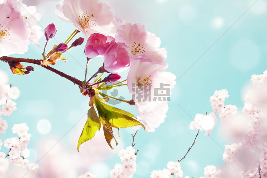 盛开的樱花图片素材免费下载
