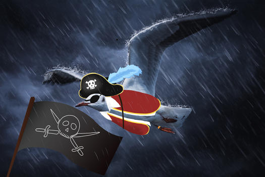 海盗海鸥宠物创意摄影插画图片素材免费下载