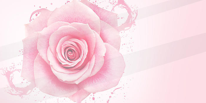 粉色花朵电商背景图片素材免费下载