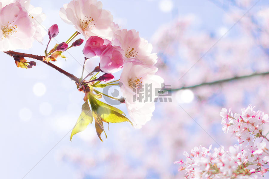 绽放的樱花图片素材免费下载