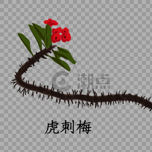 虎刺梅植物图片素材免费下载