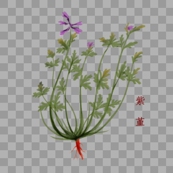植物中药材紫堇图片素材免费下载