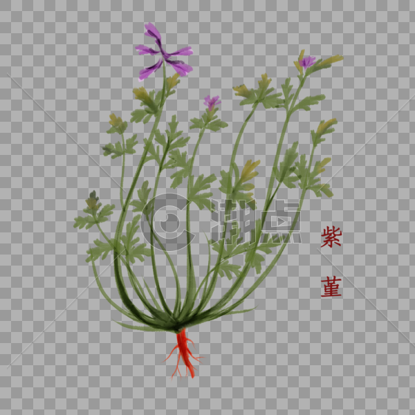 植物中药材紫堇图片素材免费下载