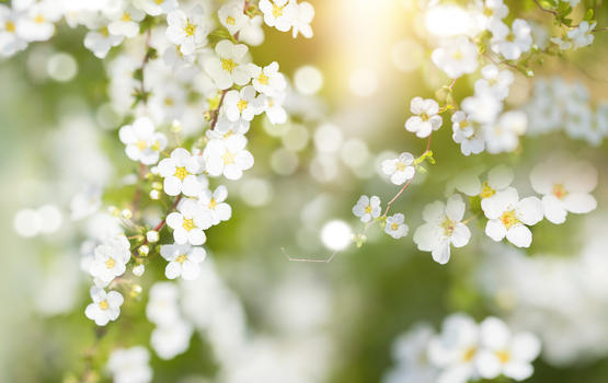 春天花朵绽放图片素材免费下载