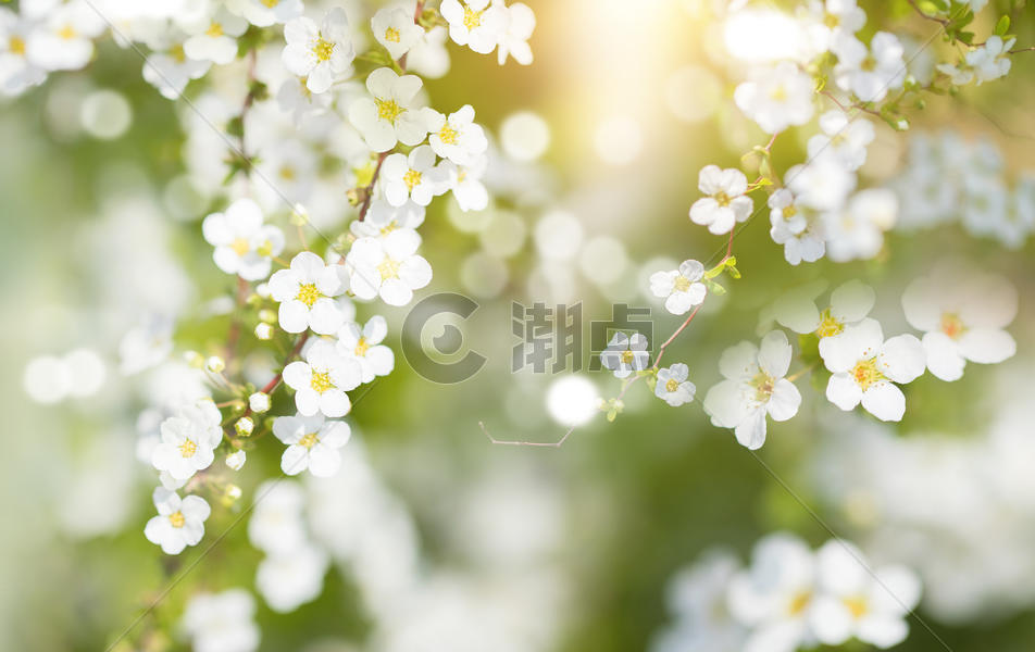 春天花朵绽放图片素材免费下载