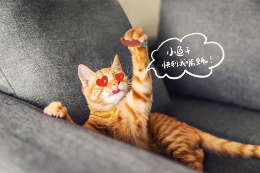 萌宠猫咪创意摄影图片素材免费下载