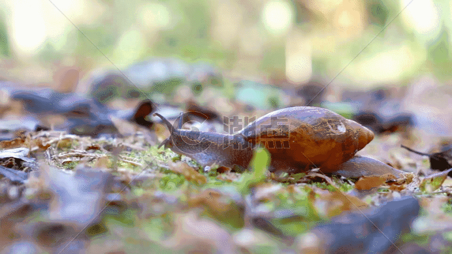 蜗牛运动GIF图片素材免费下载