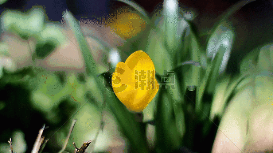 延时花朵GIF图片素材免费下载