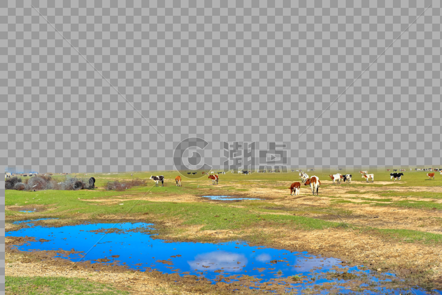 平原上的牛群图片素材免费下载