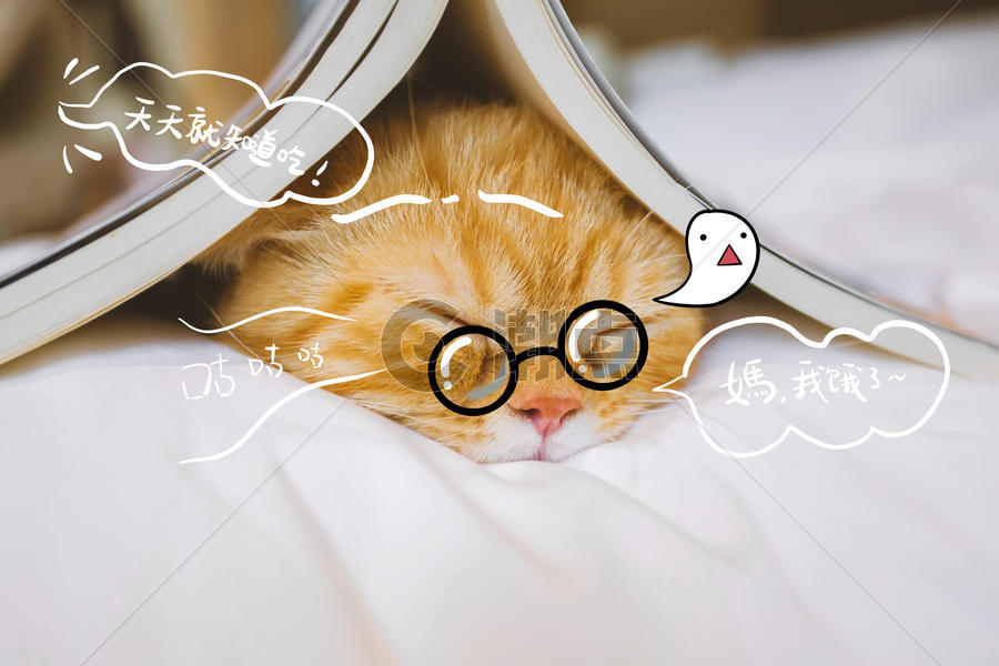 萌宠猫咪创意摄影图片素材免费下载