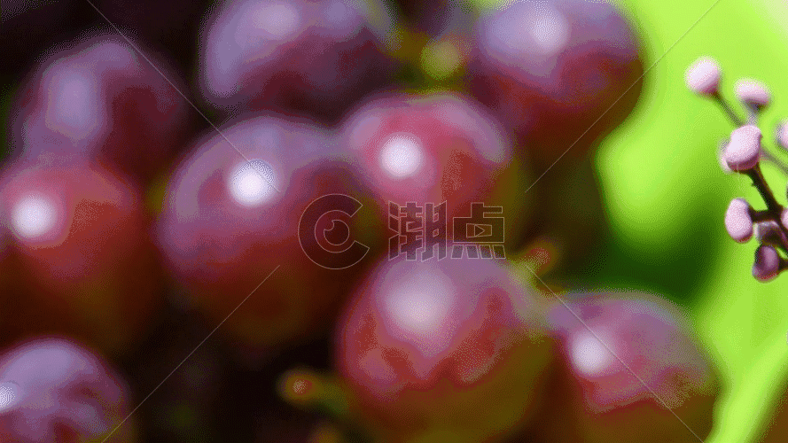 葡萄水果GIF图片素材免费下载