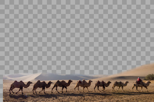 沙漠骆驼图片素材免费下载