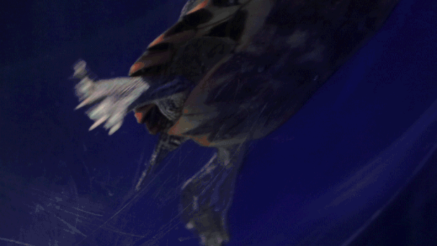 海底乌龟GIF图片素材免费下载
