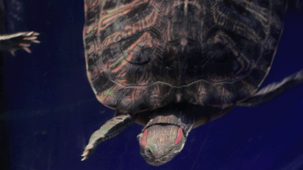 海底乌龟GIF图片素材免费下载