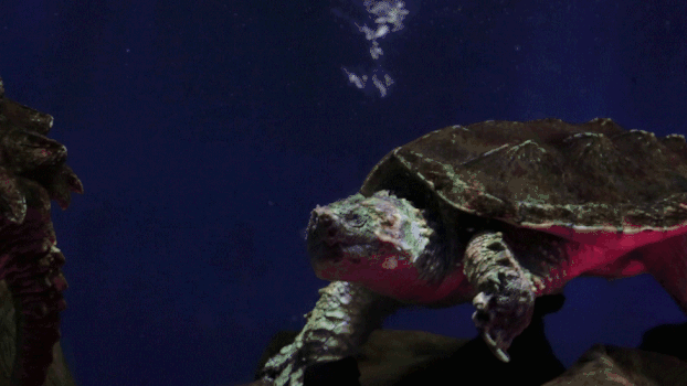 乌龟运动GIF图片素材免费下载