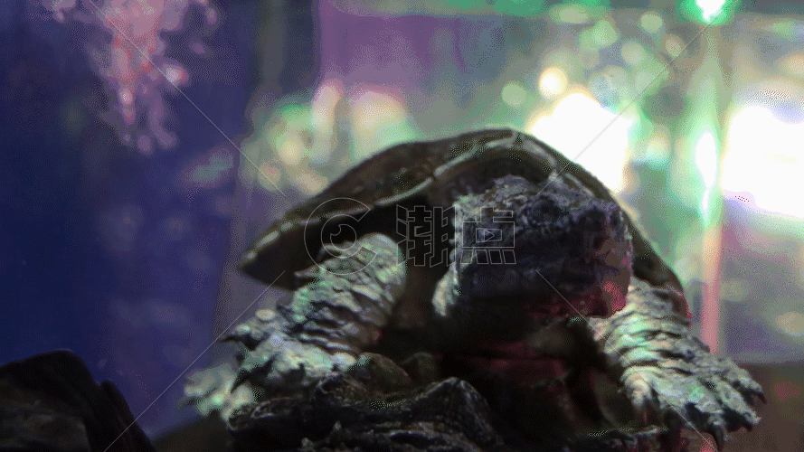 深海乌龟图片素材免费下载