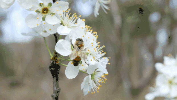 梨花蜜蜂GIF图片素材免费下载