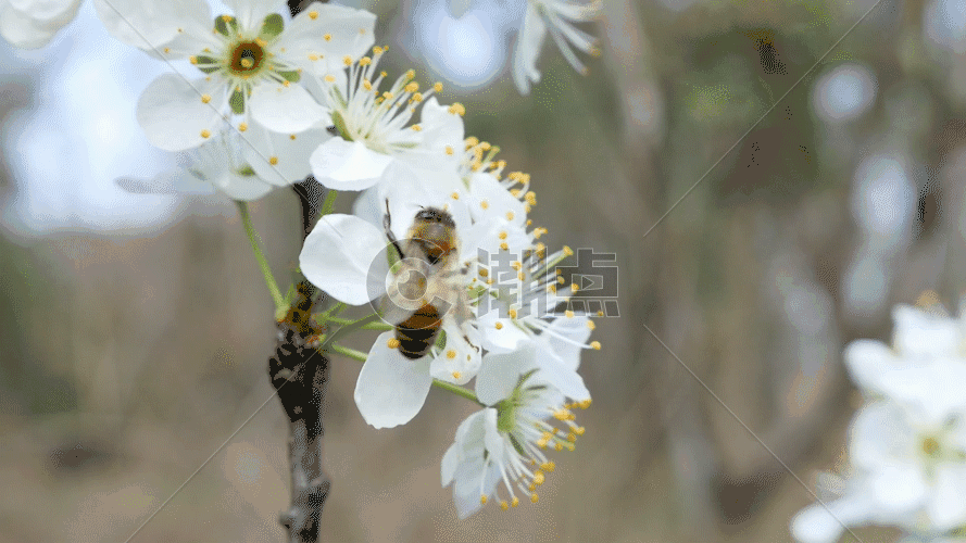 梨花蜜蜂GIF图片素材免费下载