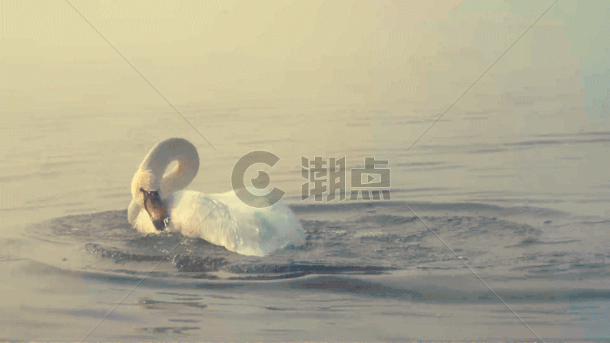 白鹅戏水GIF图片素材免费下载