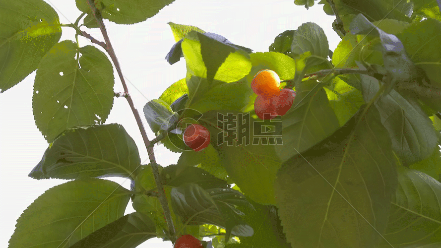 柿子树叶GIF图片素材免费下载