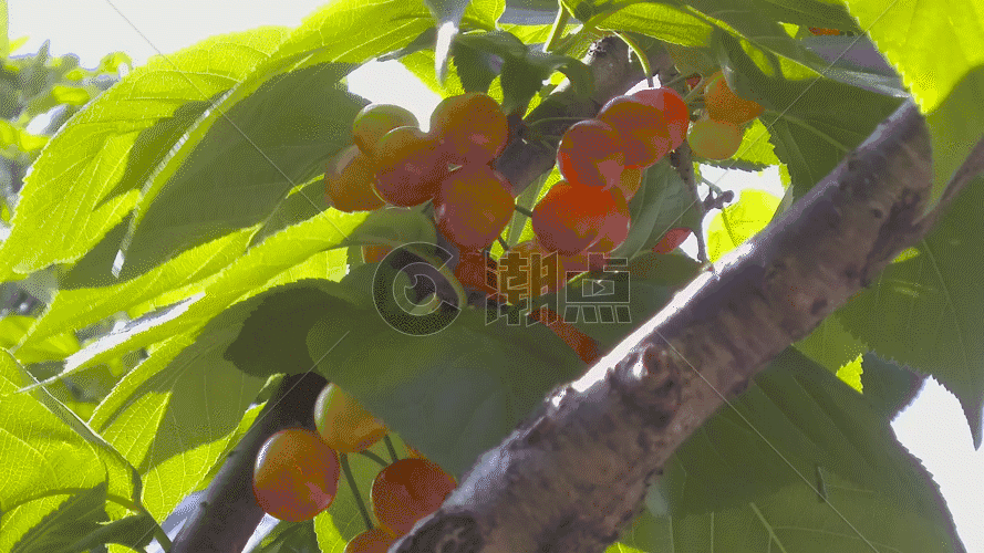 柿子视频GIF图片素材免费下载