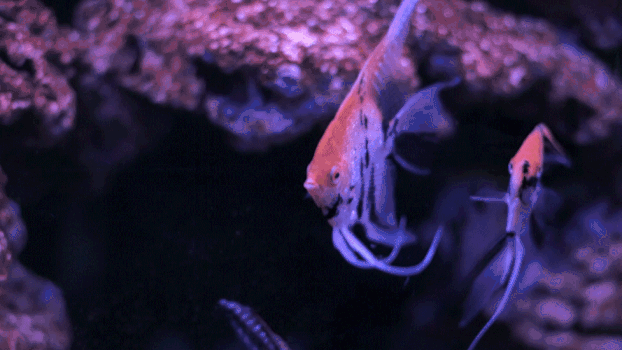 热带鱼实拍视频GIF图片素材免费下载
