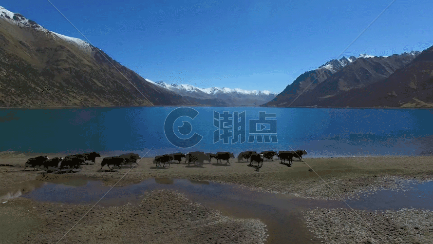 航拍奔跑牦牛GIF图片素材免费下载