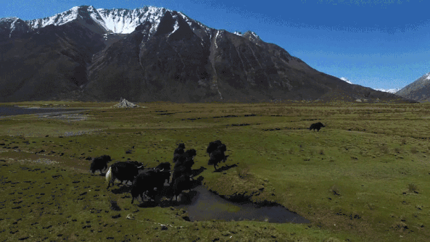 草原牦牛GIF图片素材免费下载
