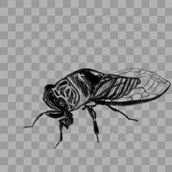 一只生动的黑色的蝉插图图片素材免费下载