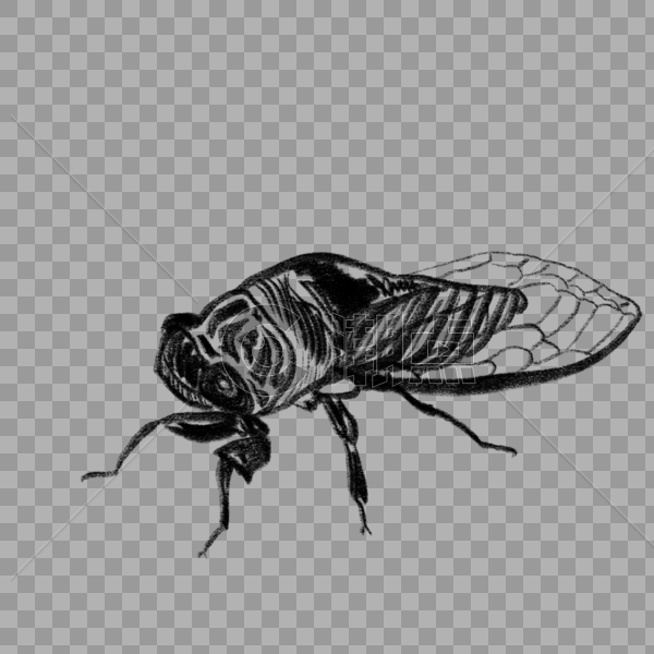 一只生动的黑色的蝉插图图片素材免费下载