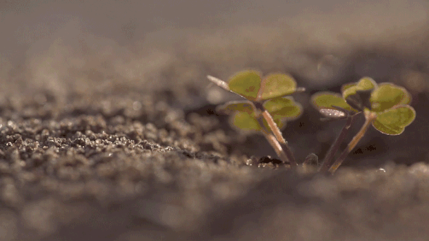 沙地里的爬行蚂蚁实拍GIF图片素材免费下载