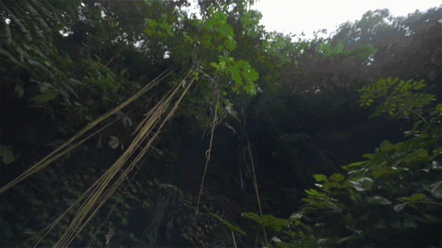 丛林小溪水流实拍GIF图片素材免费下载