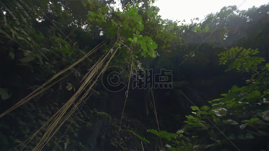 丛林小溪水流实拍 GIF图片素材免费下载