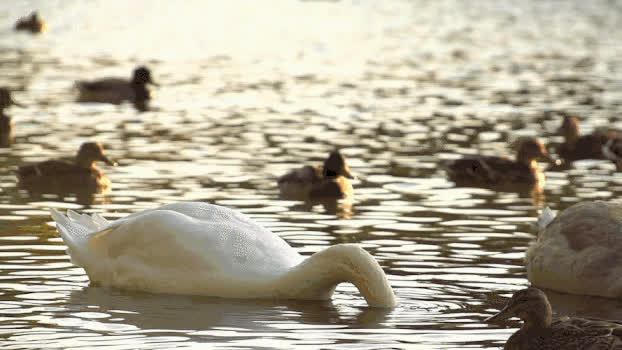 湖中的天鹅实拍GIF图片素材免费下载