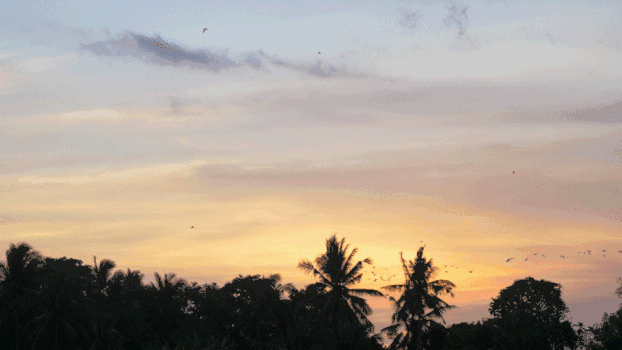 黄昏飞翔的鸟实拍GIF图片素材免费下载
