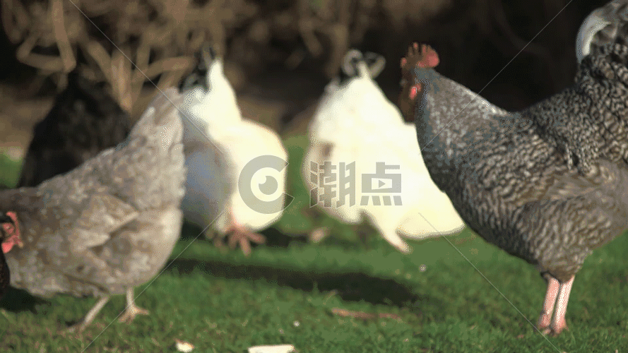 小鸡觅食实拍GIF图片素材免费下载