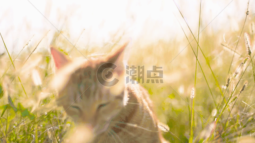 实拍猫咪在草丛里GIF图片素材免费下载