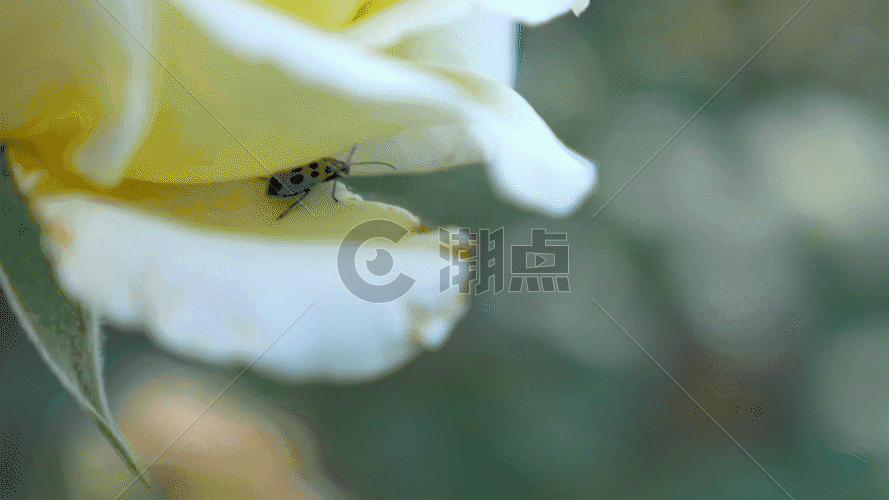 鲜花里的昆虫GIF图片素材免费下载