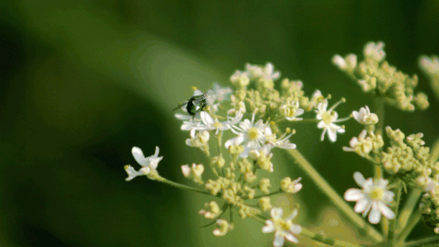 小苍蝇采花GIF图片素材免费下载
